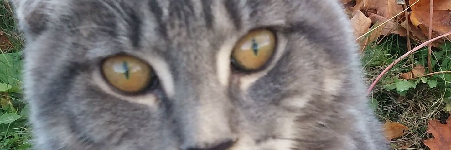 dollarina1964's profile banner image