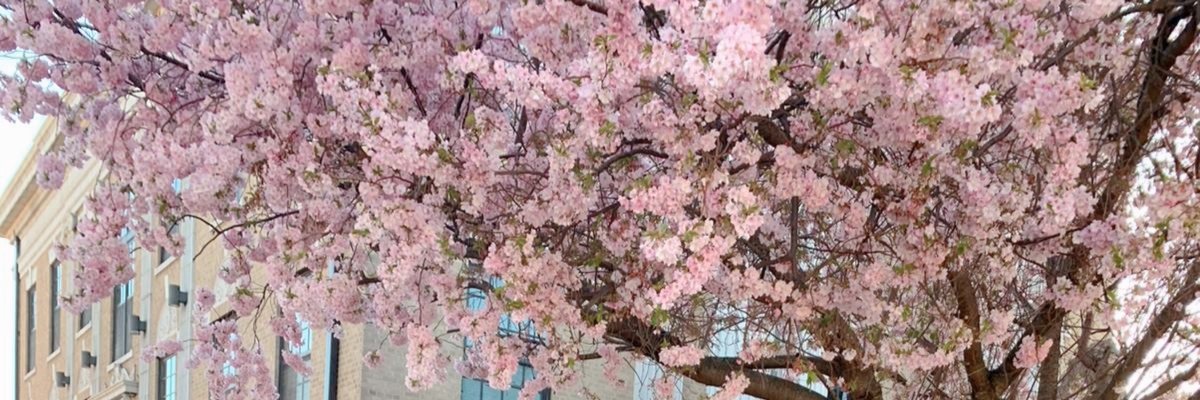 DimeLari's profile banner image
