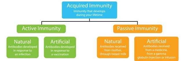 Natural Immunity Saves Lives MAGA ✝ banner