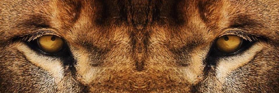 NickBass242's profile banner image