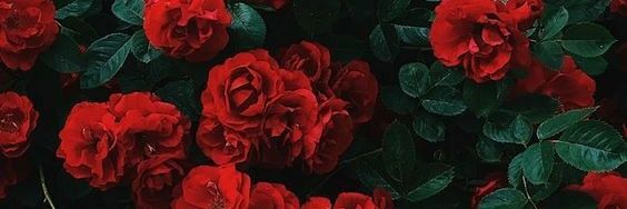 MicaelaMerea2's profile banner image