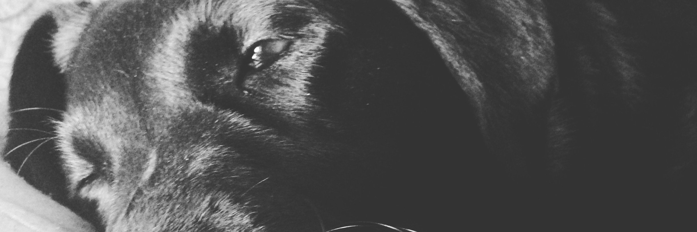 MorrisEms's profile banner image