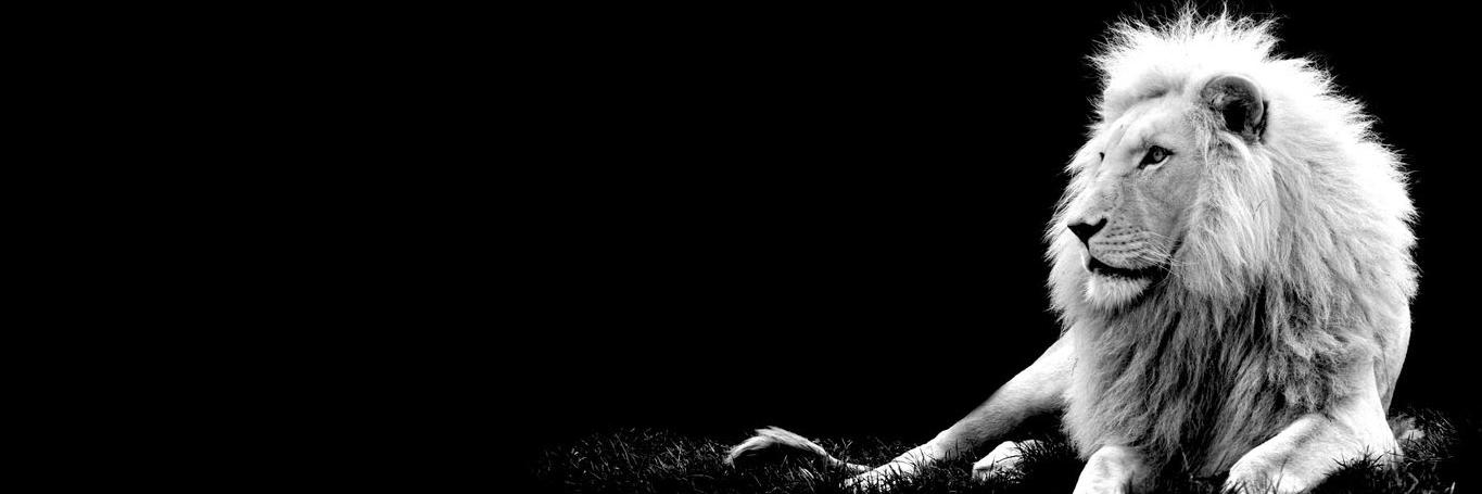 witergoff's profile banner image