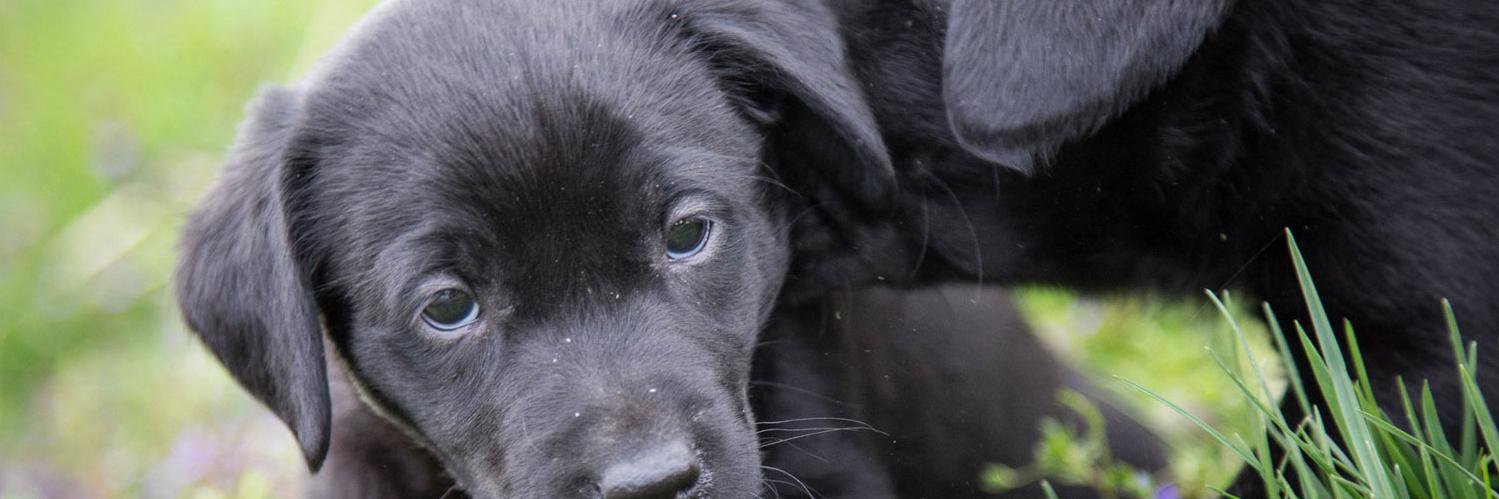 PerrosadopcionF's profile banner image