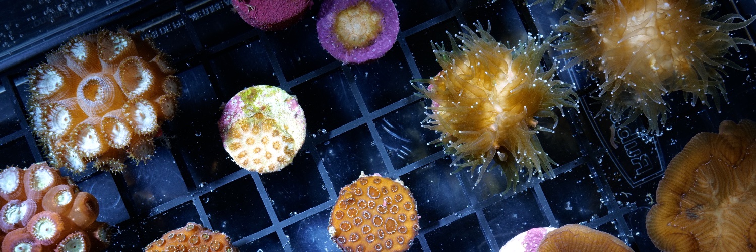 CoralSci's profile banner image