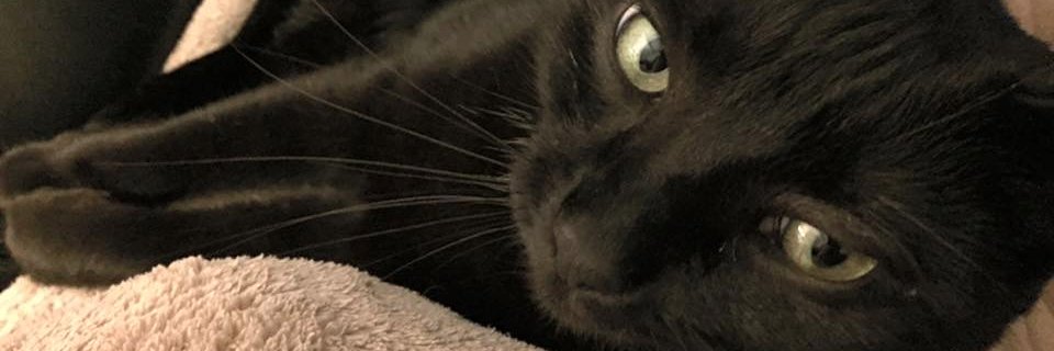 kellynhoffman's profile banner image