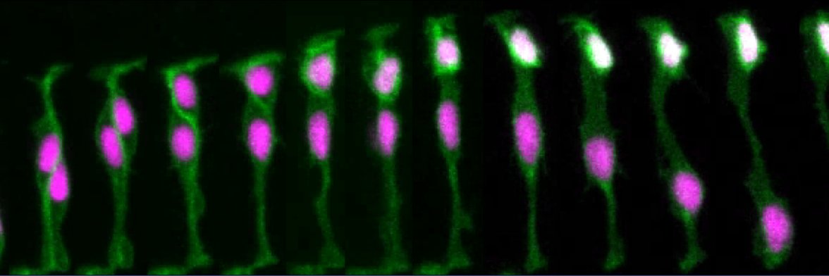 paula alexandre banner