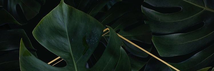 emaleejeanm's profile banner image