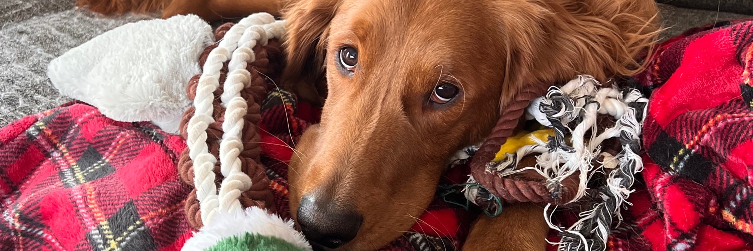 snhuddy's profile banner image