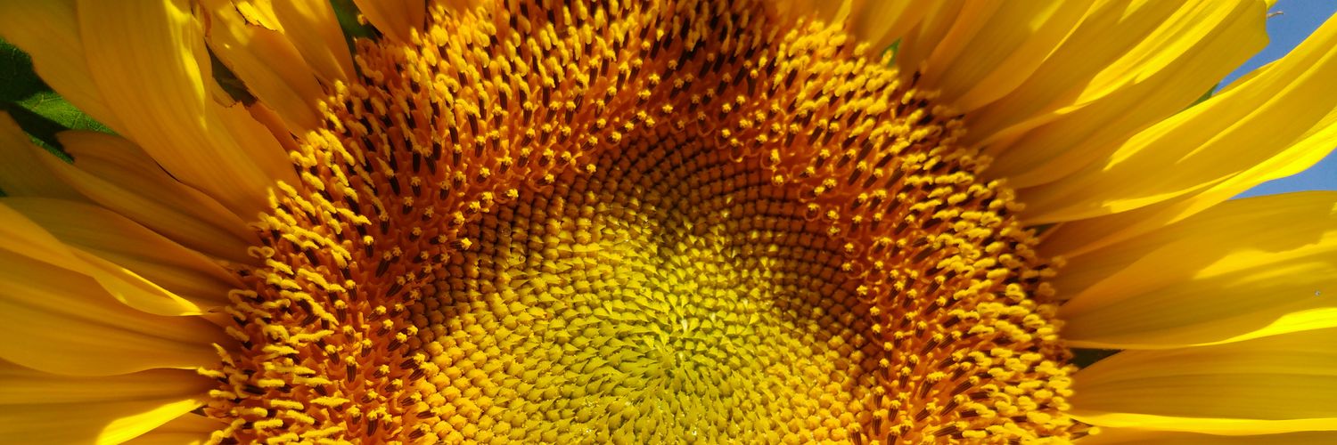 Ceci González 🦋 banner