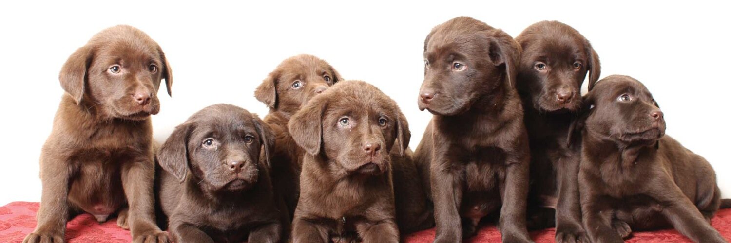 labpupsdotcom's profile banner image