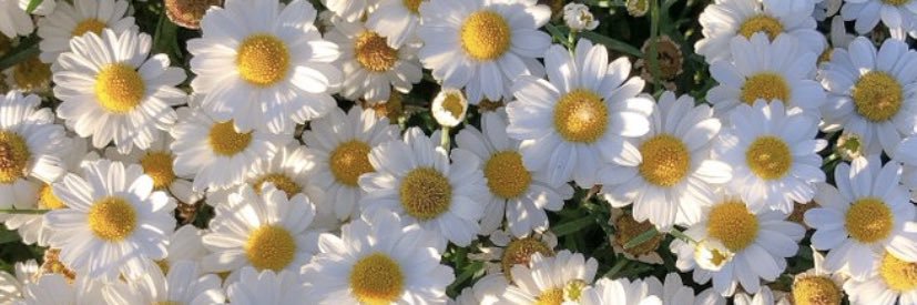 2296Sandra's profile banner image