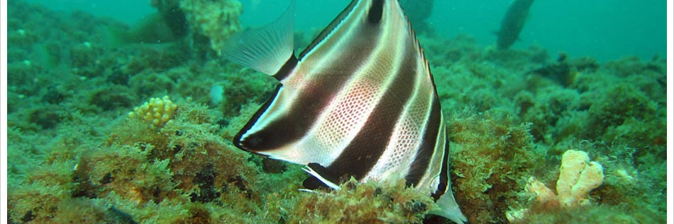 WILCOMP (@WILCOMP_Diving) / Posts / X
