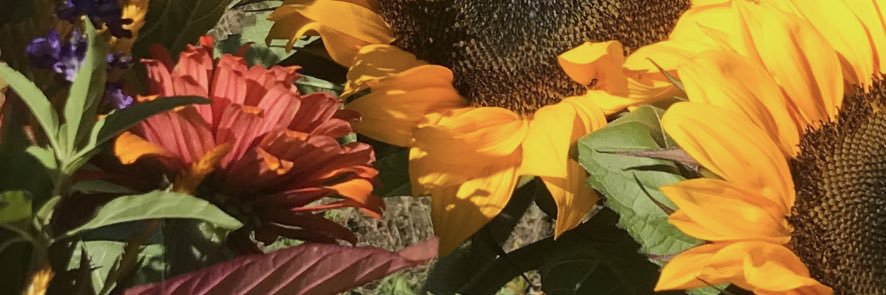 bamsetti's profile banner image