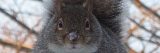 Clyde_Squirrel's profile banner image