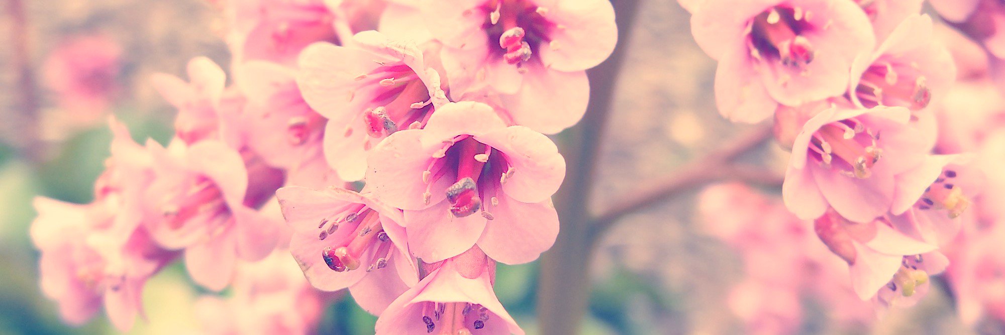 apinksunset's profile banner image