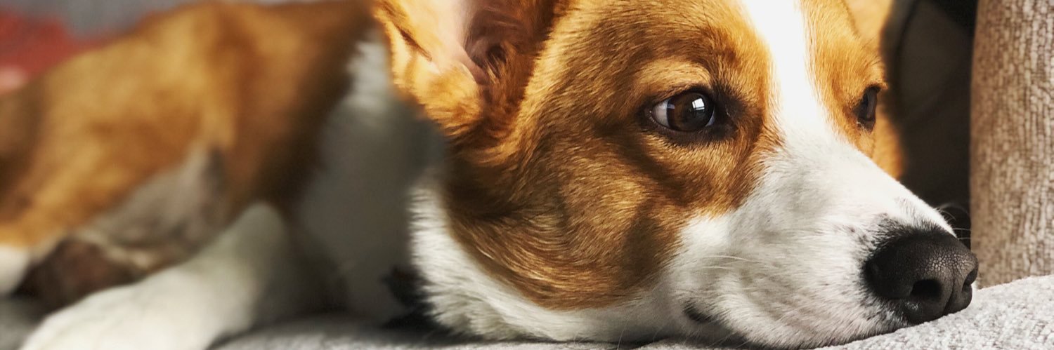 Indesolence's profile banner image