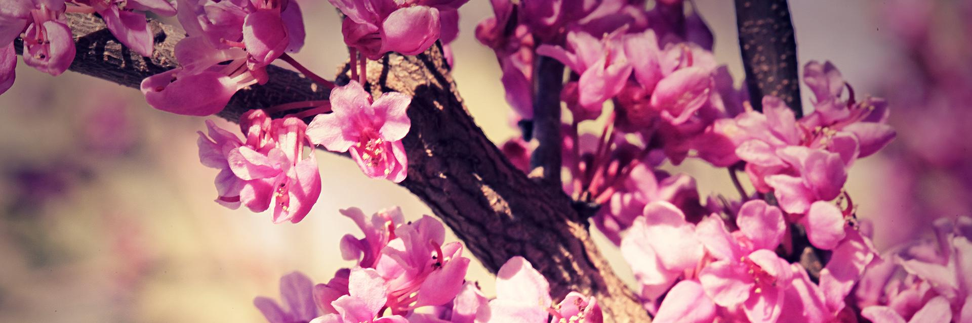 LuvBNMixed's profile banner image
