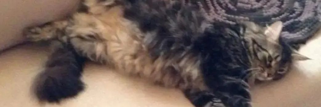 Margarita Nava 🔥🌊❤️💪🏾🎨💜💚🇯🇴🇺🇦🤖 banner