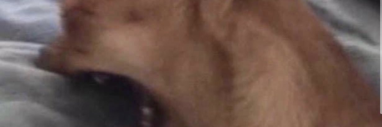 cassSandy's profile banner image