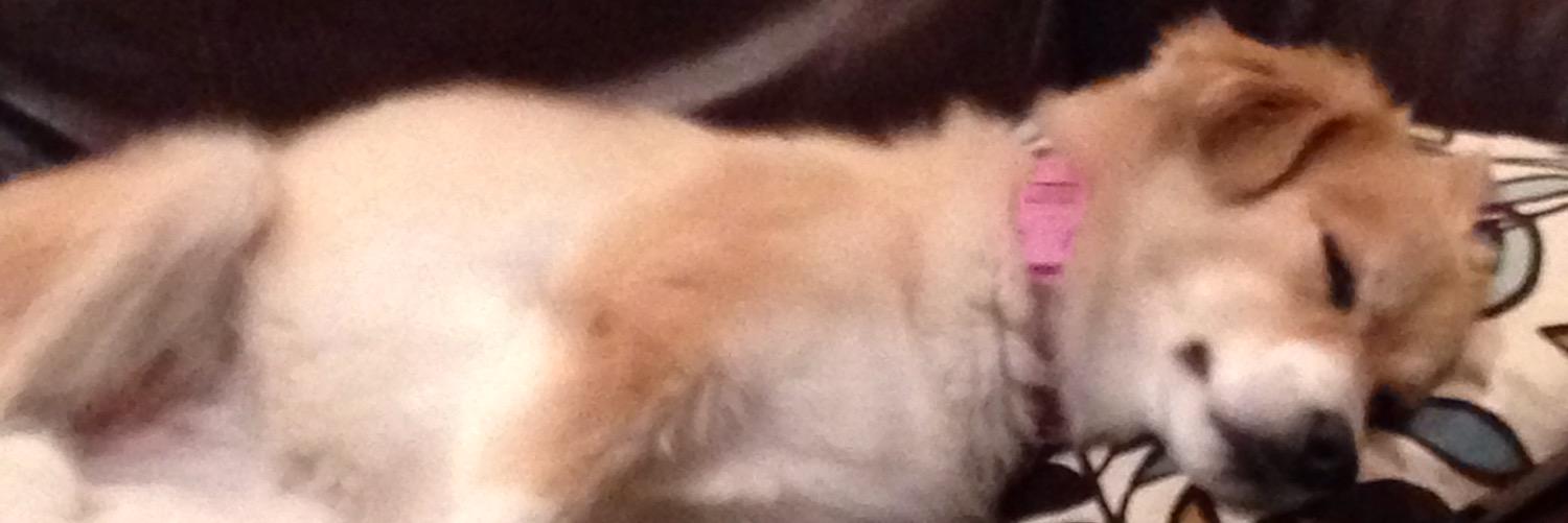 kris battista banner