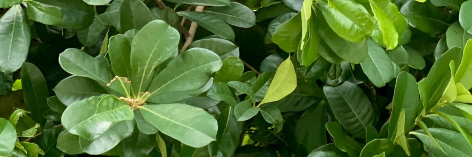Josh_Silveira's profile banner image
