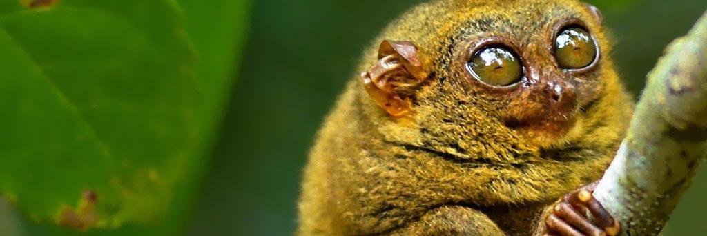 critterfacts's profile banner image