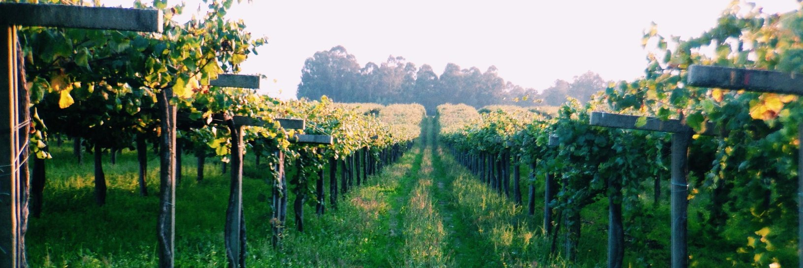 Vintrinsec's profile banner image