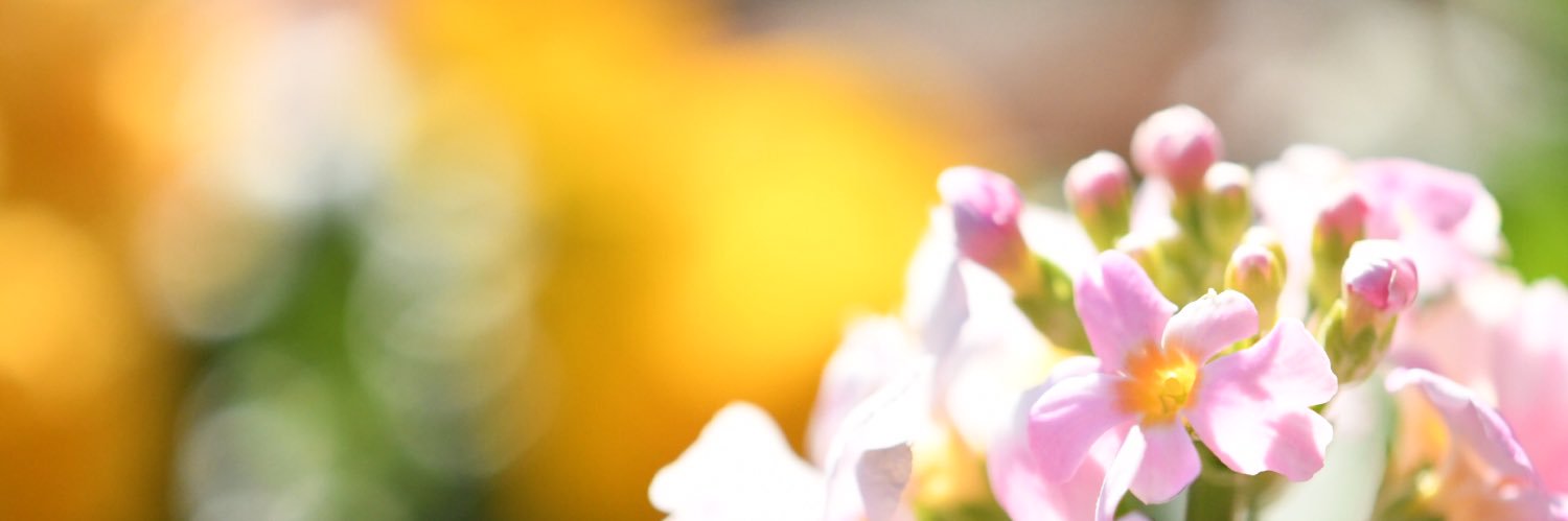 maychantousagi's profile banner image
