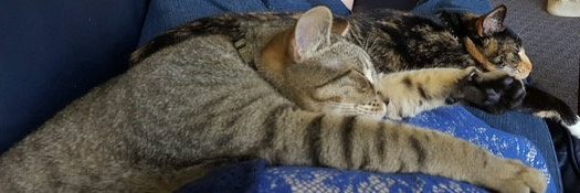 Radio Angie 📻 banner