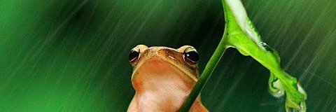RiceNito's profile banner image