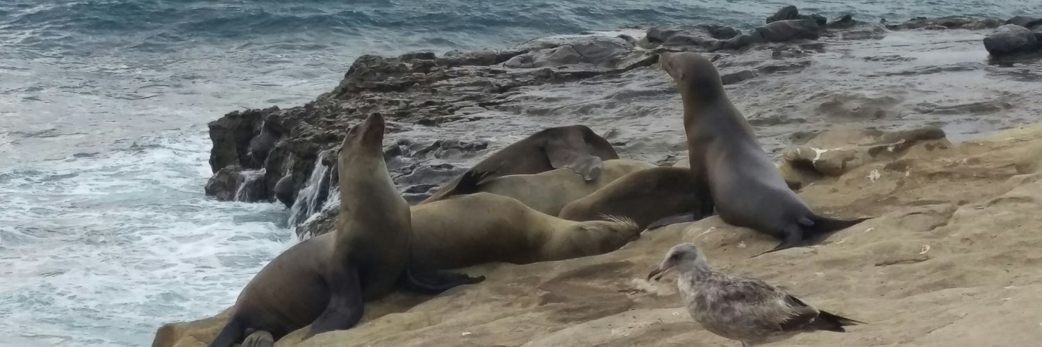 Joltin' Jacket banner