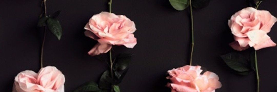 dragonarra's profile banner image