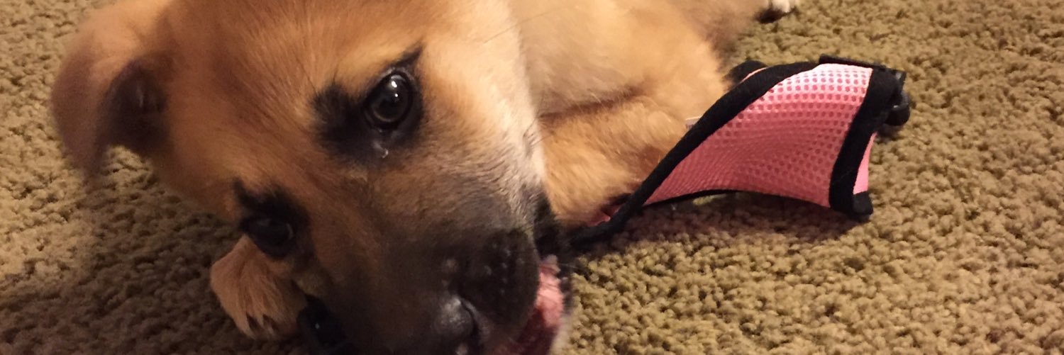 DropItLoGirll's profile banner image