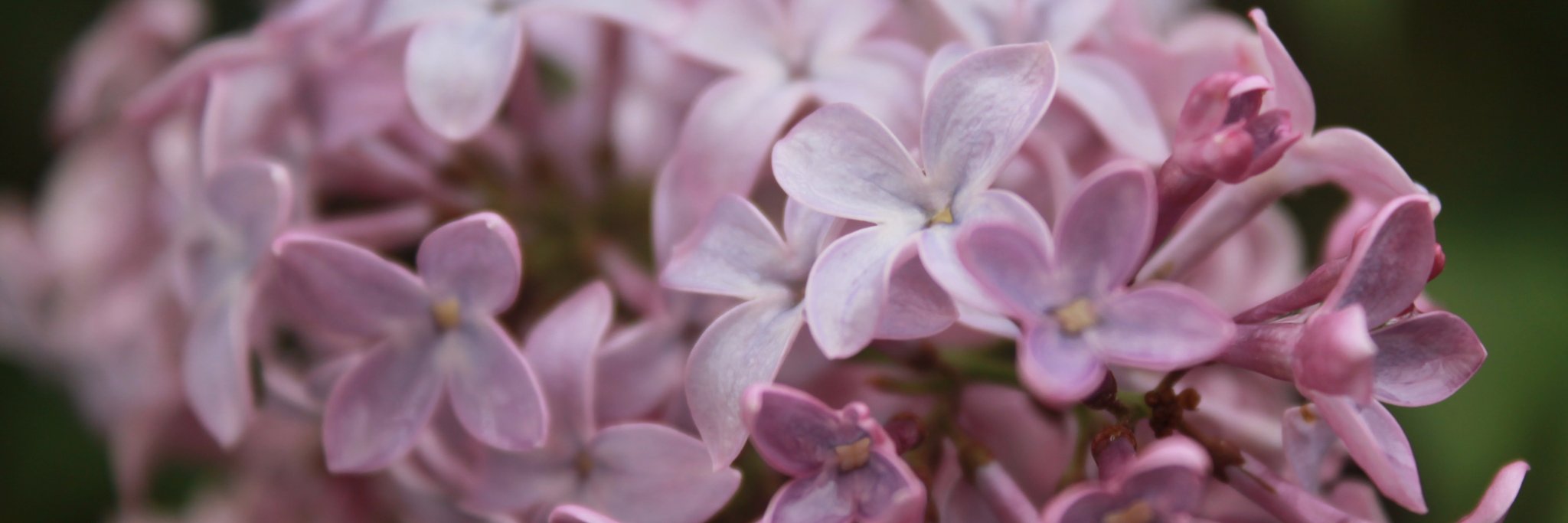 Erica Claggett banner