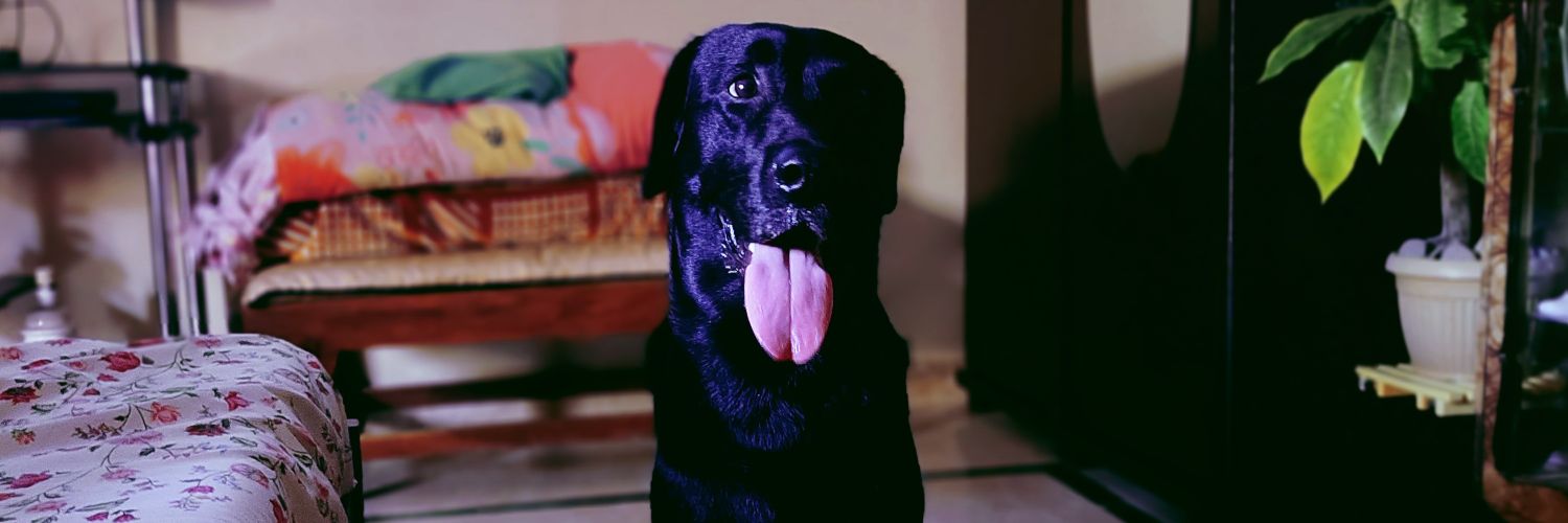Louisclive's profile banner image