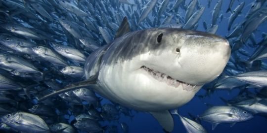 sharkleish's profile banner image