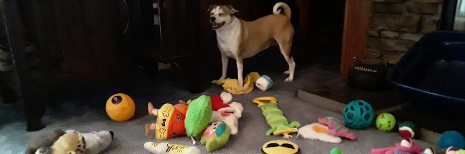 Tammy ❤️NC🐶🐤 NoLists/NoDM's - Vote 💙🌈💚 banner