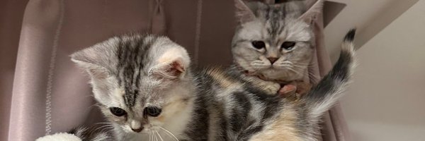 yuuchai4 Profile Banner