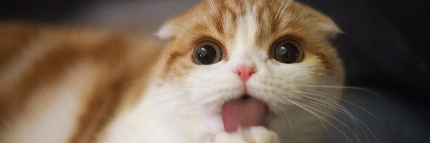 Waffles the Cat on Twitter "If someone is giving you a hard time just