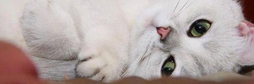 miaw2810's profile banner image