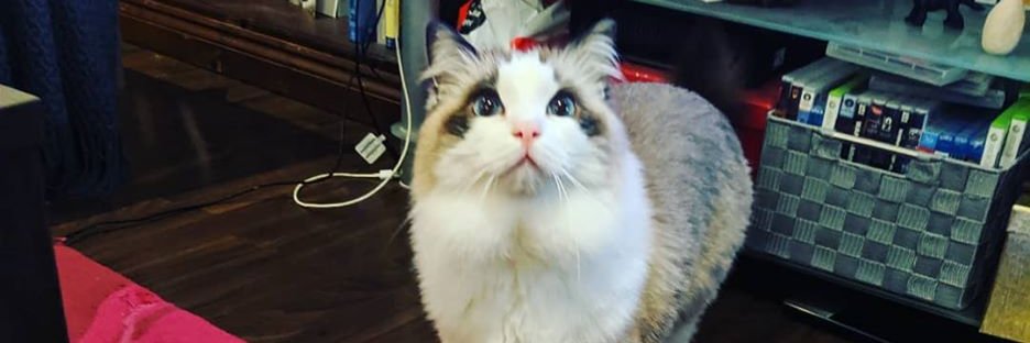 DustinOfWilson's profile banner image