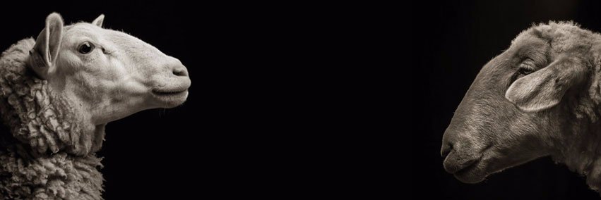 LaParpaille's profile banner image