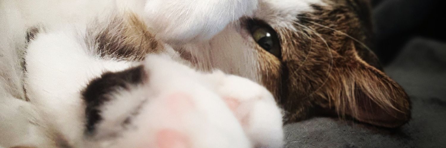 beliux11's profile banner image