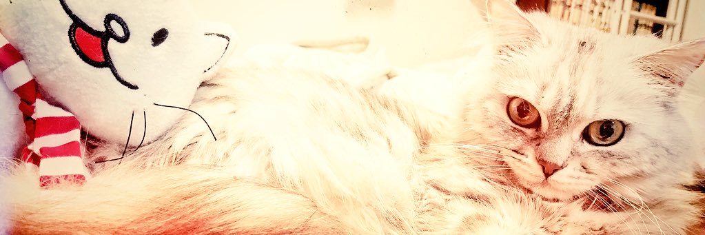 フジイ@CC2🎮🐱🐾 banner