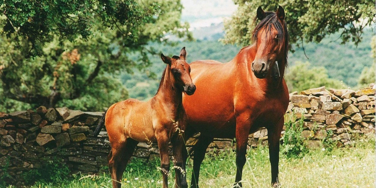 InfoTORRENS's profile banner image