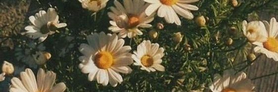 fluttershys22's profile banner image