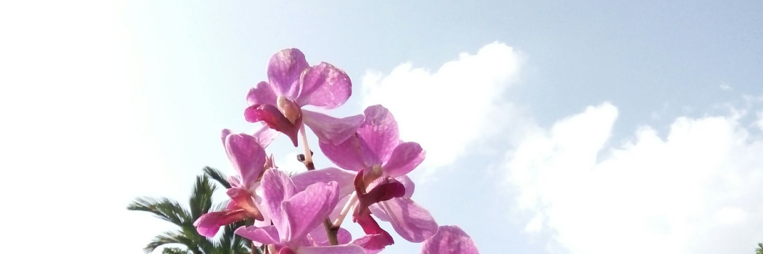 ameliarauf's profile banner image
