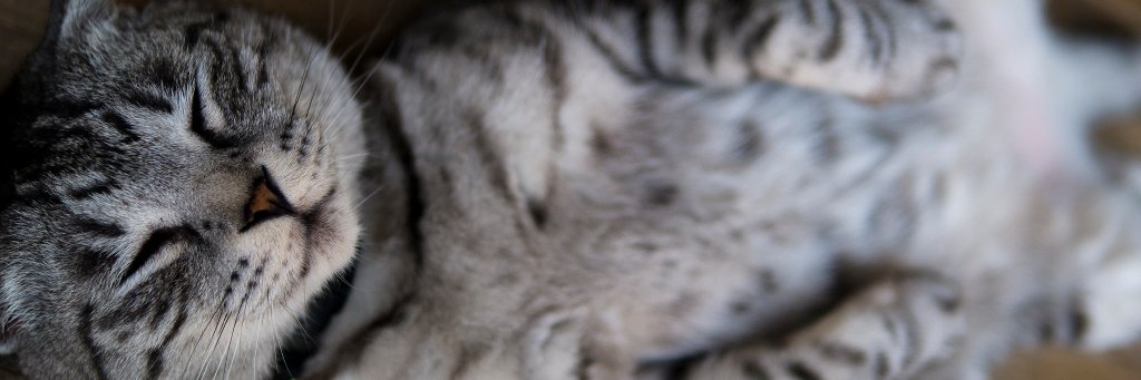 flyccat's profile banner image