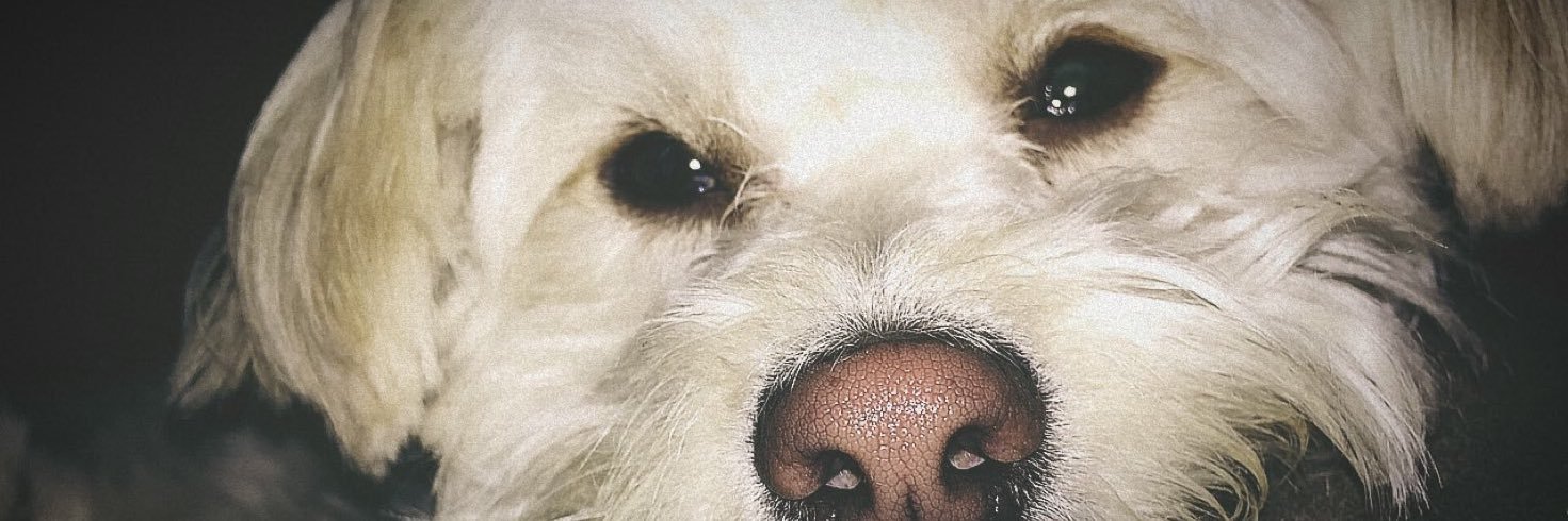 dessieyo's profile banner image